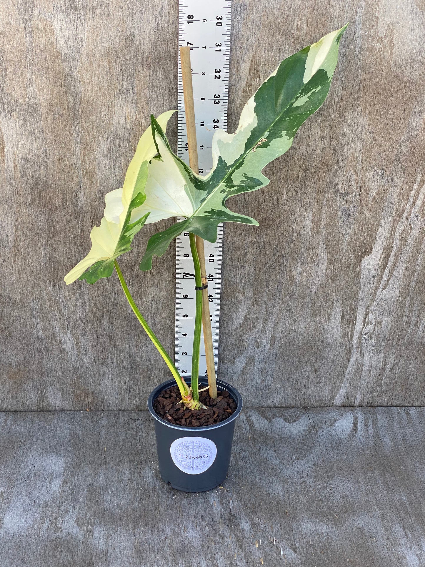 Variegated Philodendron Golden Dragon Albo