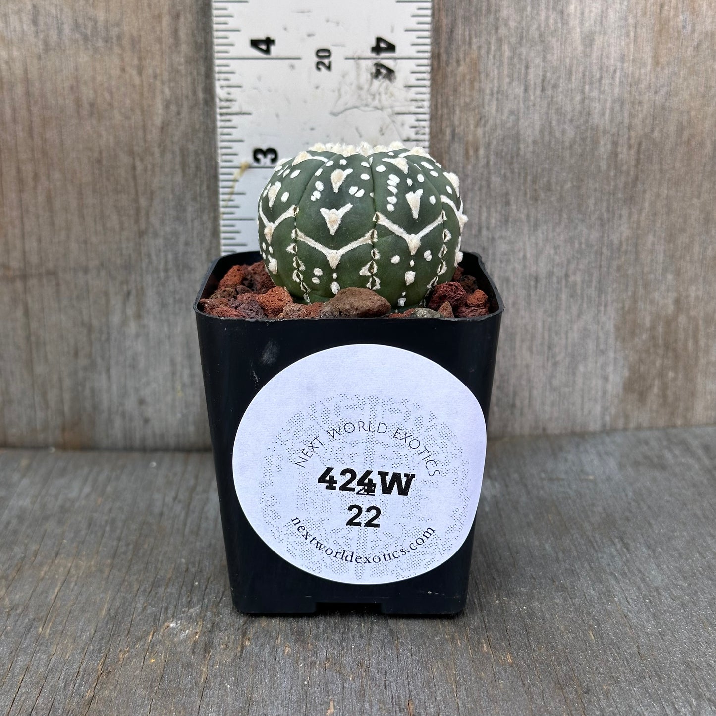 Astrophytum Asterias V Type Cactus