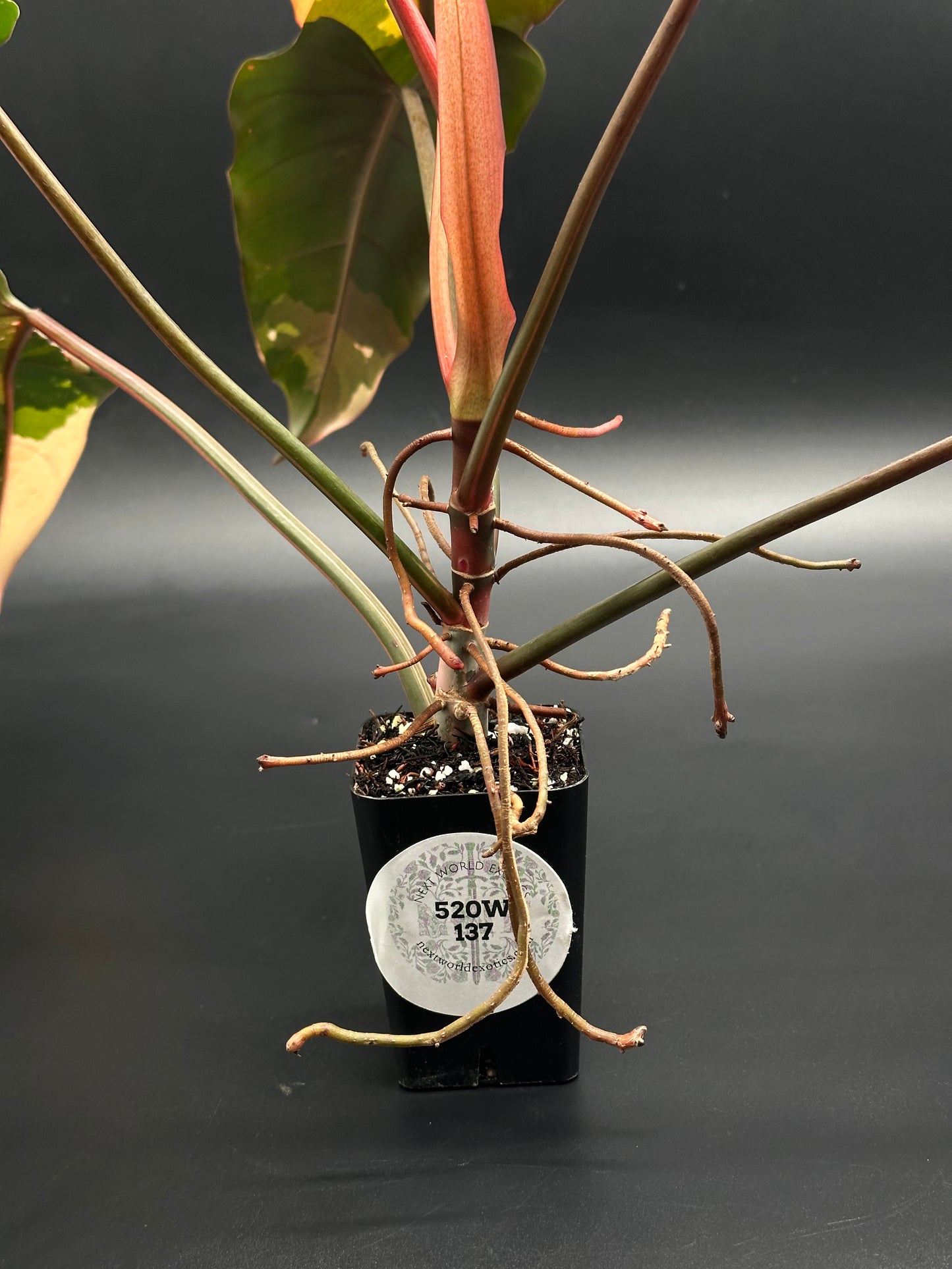 Philodendron 'Dark Lord' Variegated (520W137)