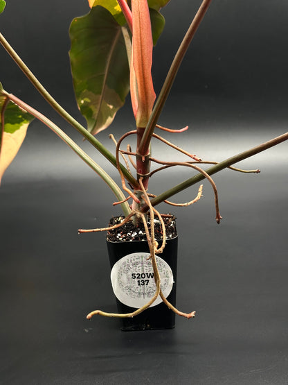 Philodendron 'Dark Lord' Variegated (520W137)