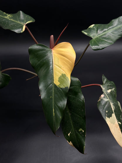 Philodendron 'Dark Lord' Variegated (520W137)