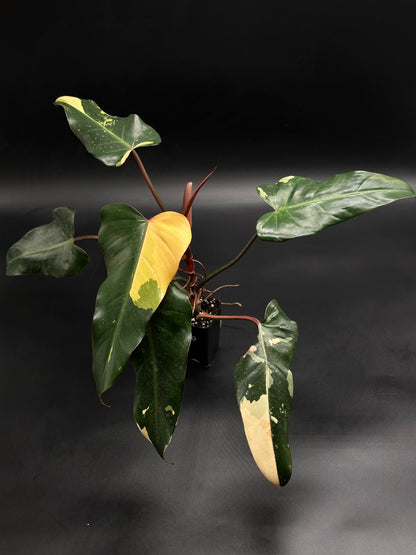 Philodendron 'Dark Lord' Variegated (520W137)