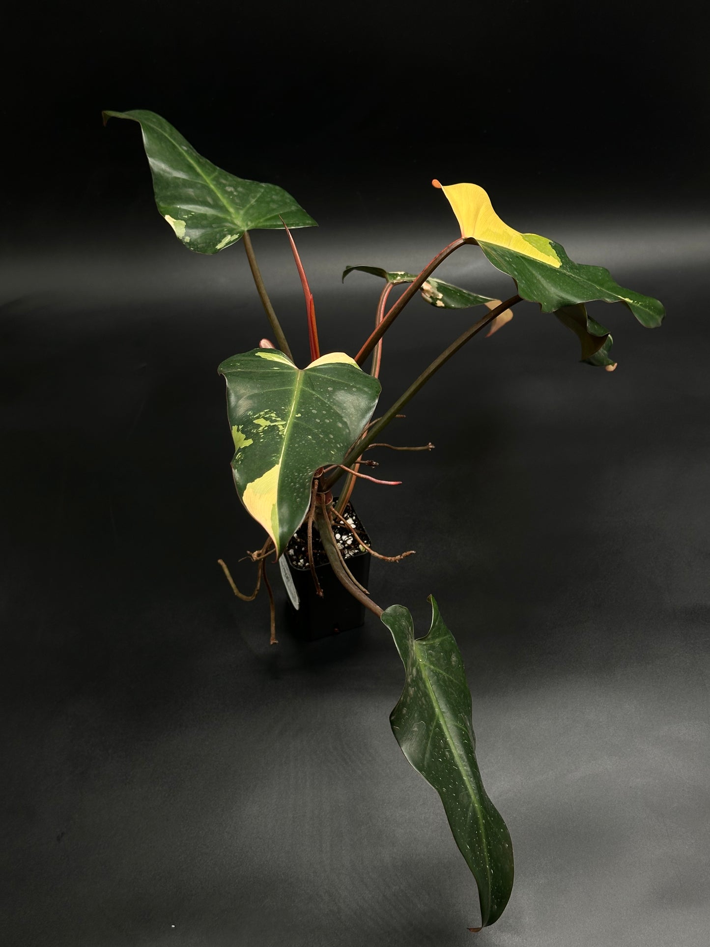 Philodendron 'Dark Lord' Variegated (520W137)