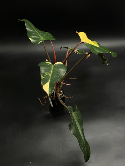 Philodendron 'Dark Lord' Variegated (520W137)