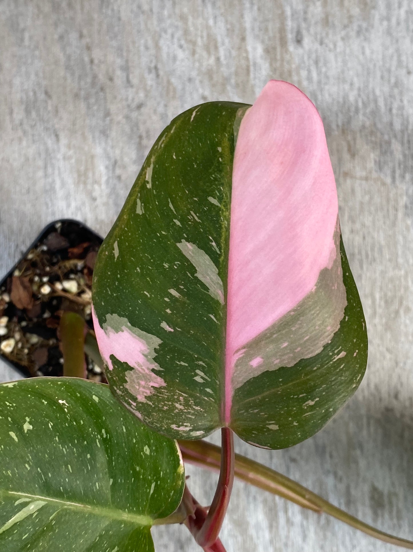 Philodendron Cotton Candy (Gorgeous Half Moon!! Bubblegum Pink!)