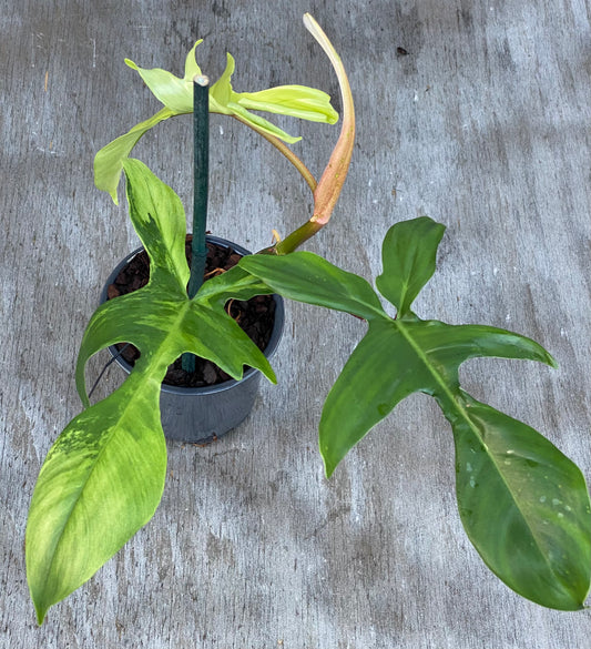 Philodendron Mint Florida Beauty