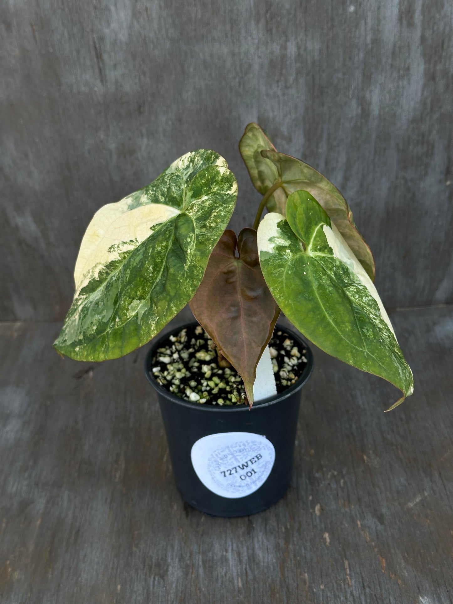 Anthurium Papillilaminum Variegated x (Papillilaminum x Dressleri(NSE)) 727WEB001