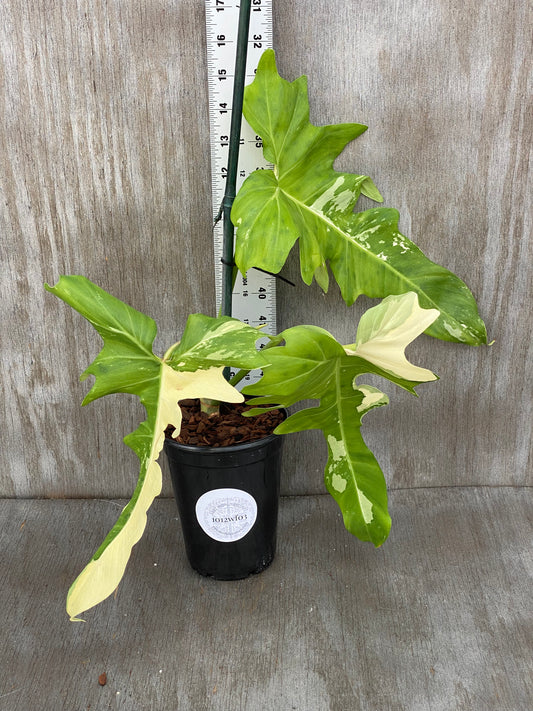 Philodendron Golden Dragon variegated albo
