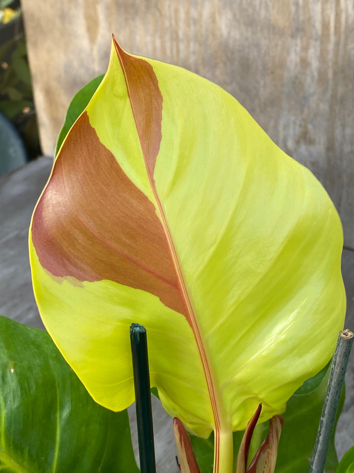 🪴 Philodendron Yellow Flame