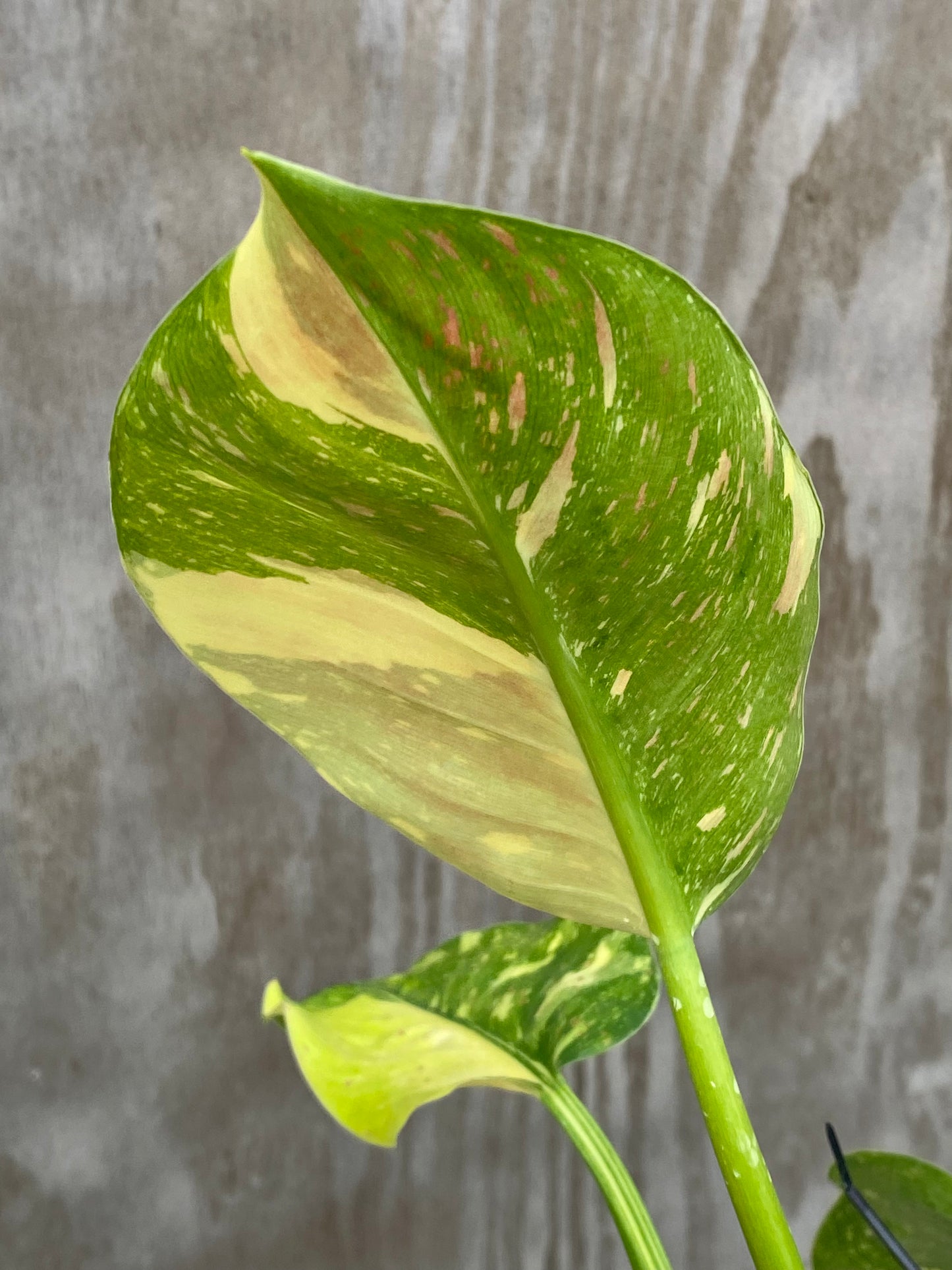Variegated Philodendron Congo Nuclear