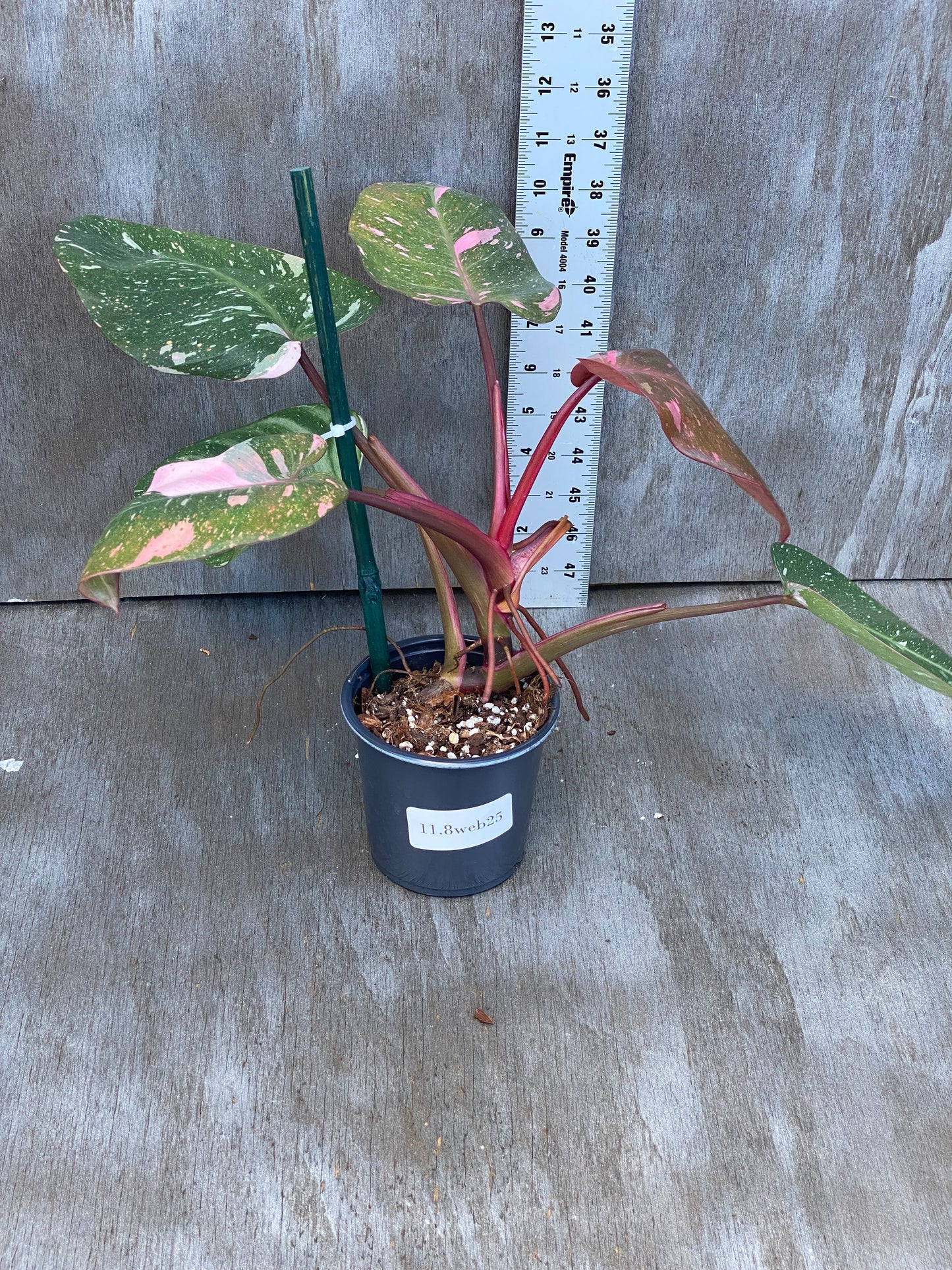 Philodendron Cotton Candy