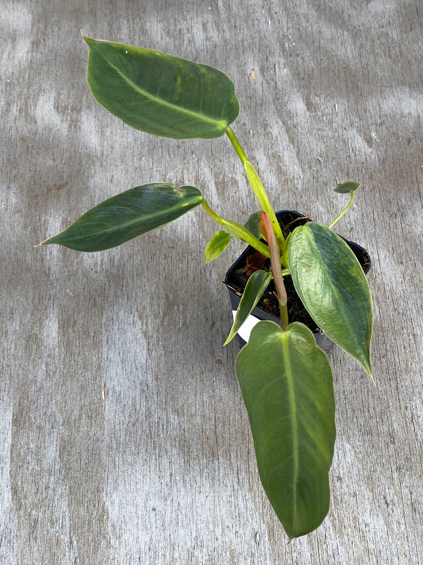 Philodendron Seed Grown Spiritus Sancti (variegated siblings)