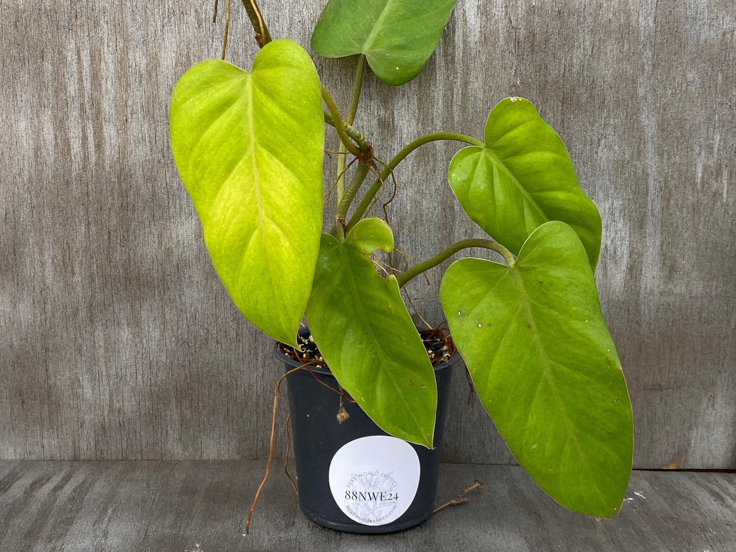 Philodendron Golden Domesticum