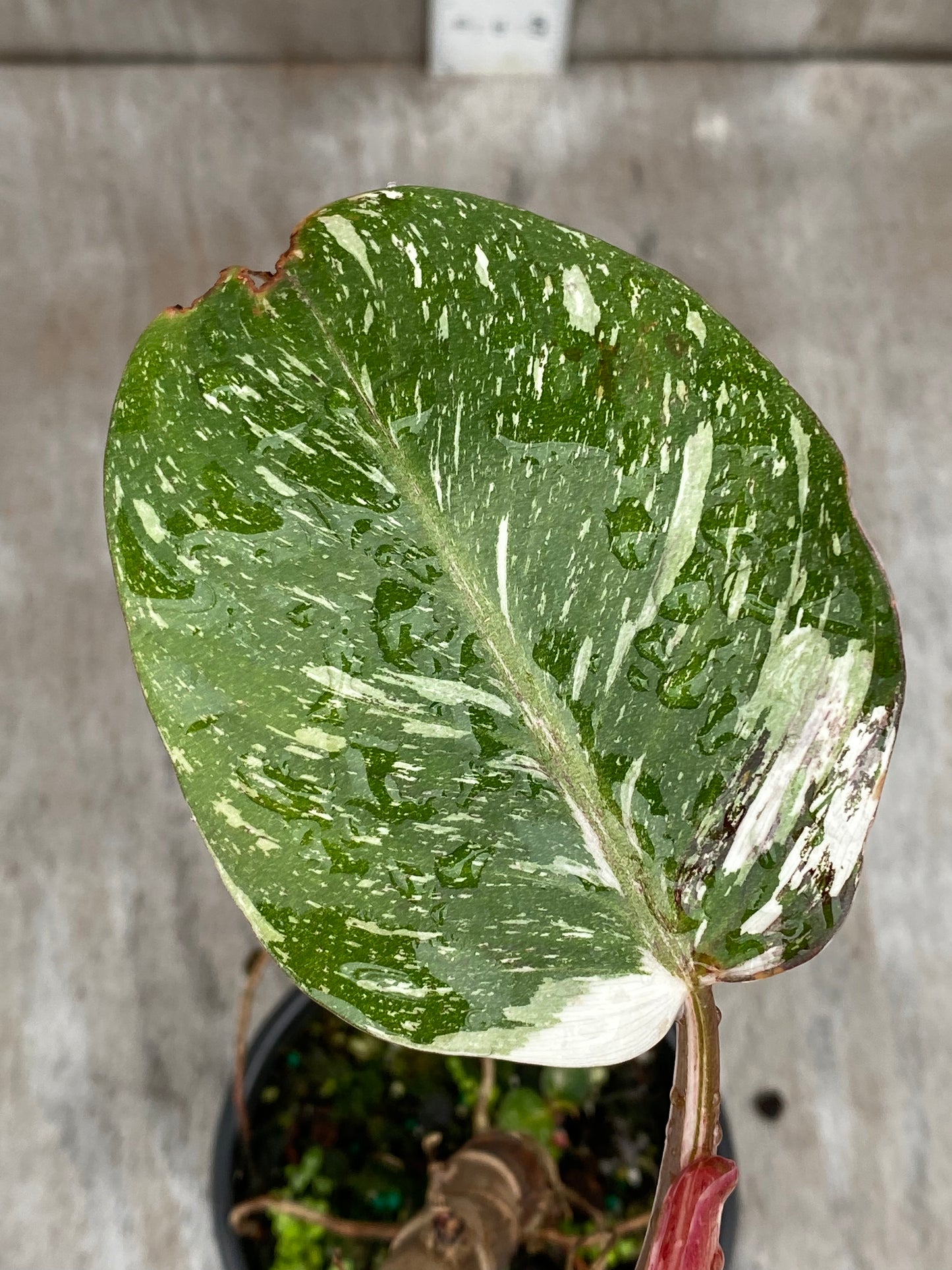 Philodendron White Knight Galaxy Mother Plant