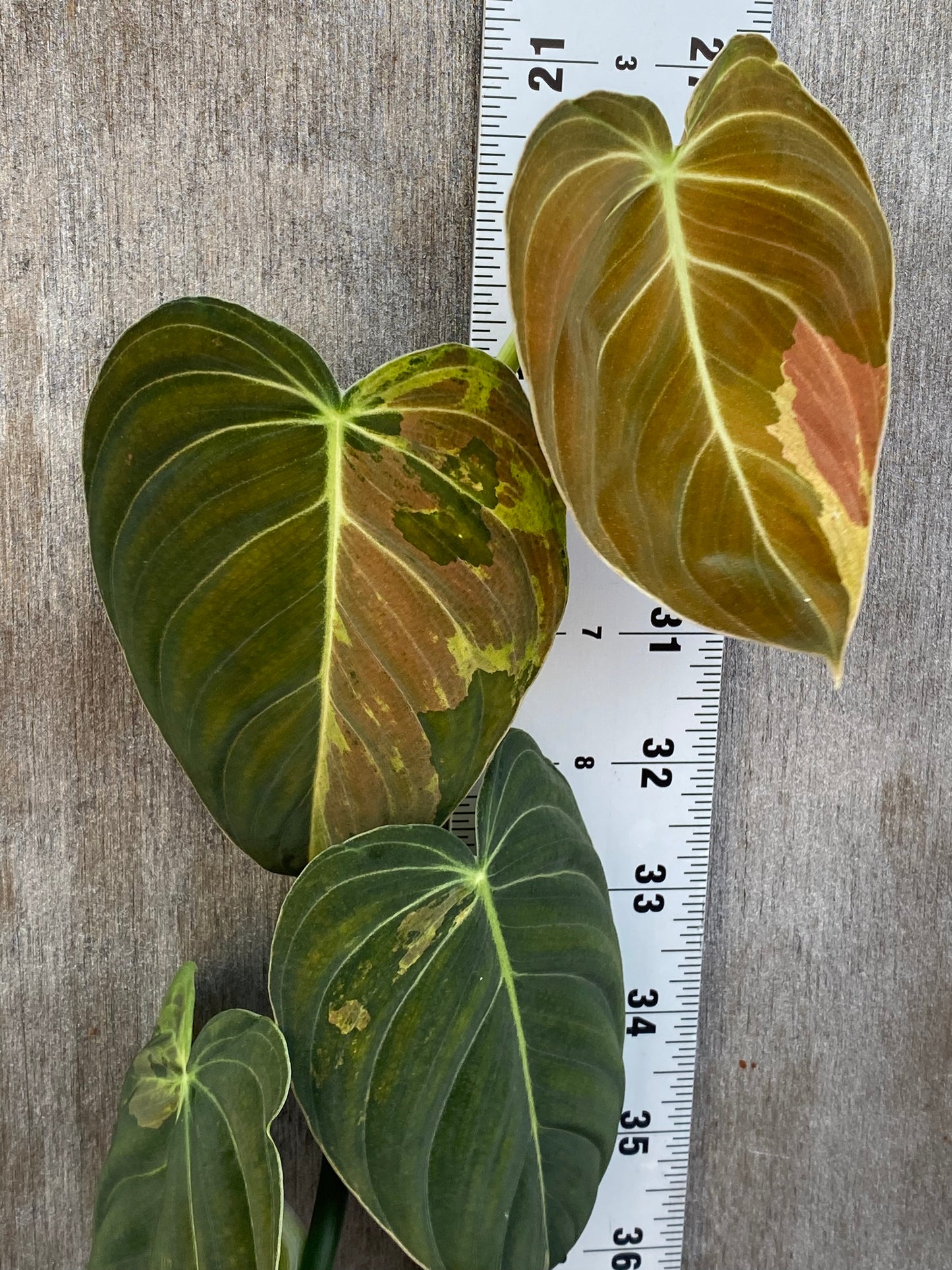 Philodendron Variegated Melanochrysum (mother plant)