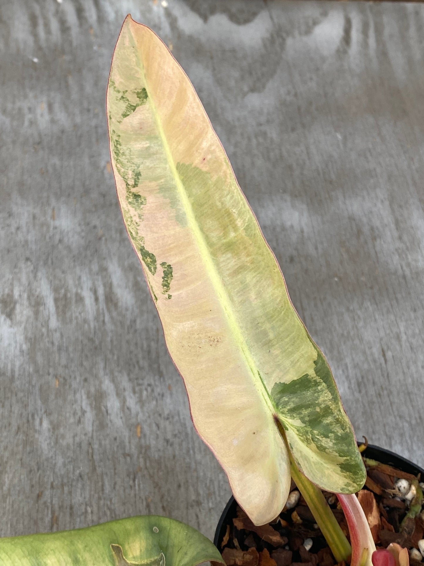 Philodendron Variegated Atabapoense
