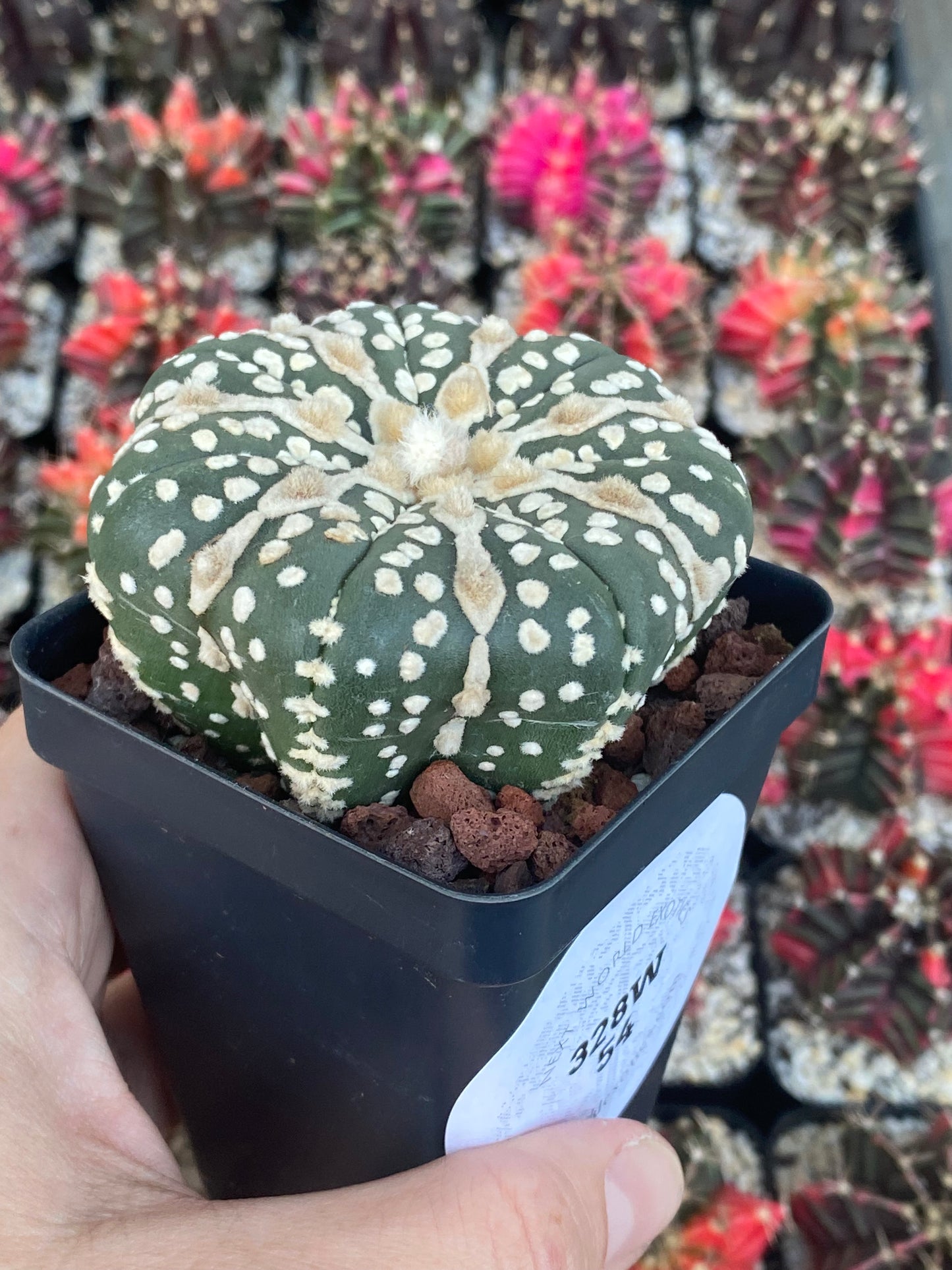 Astrophytum Asterias Star Shape Cactus