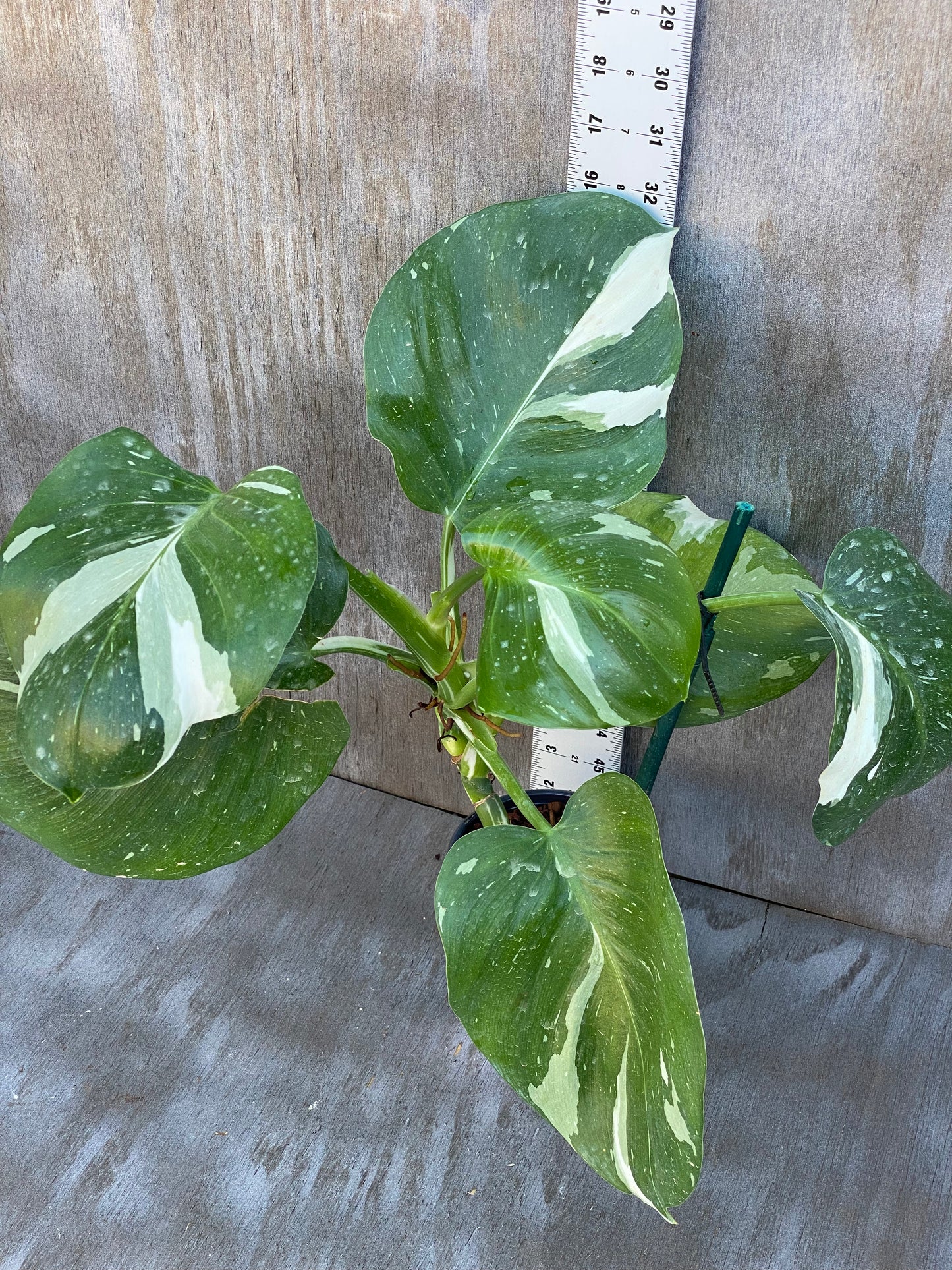Philodendron White Wizard (big high color)