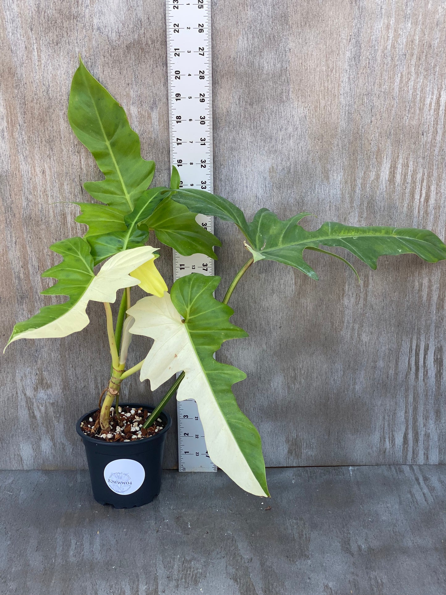 Philodendron Variegaed Golden Dragon (Double Half Moons!)