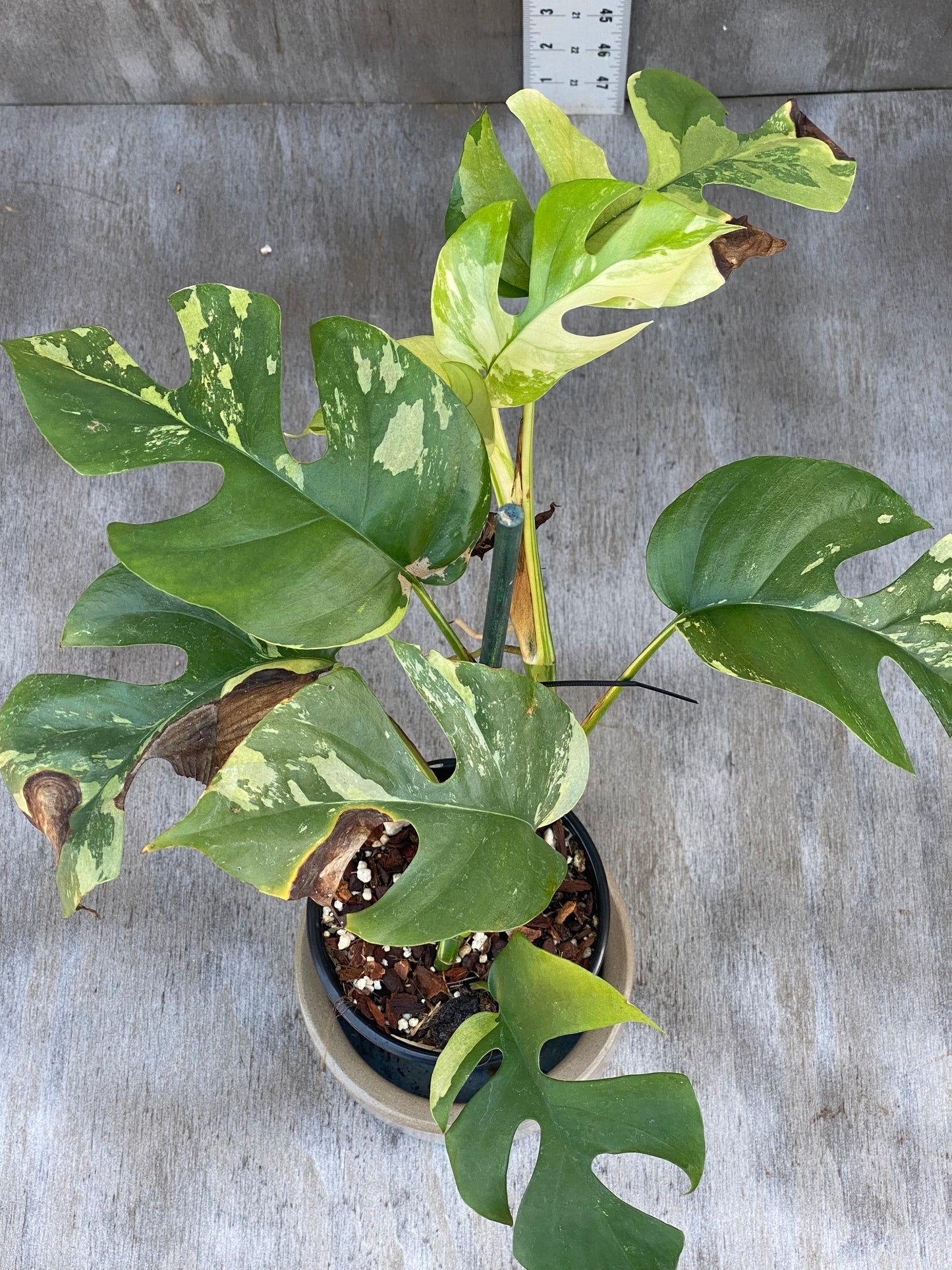Rhapidophora Tetrasperma (mother plant)
