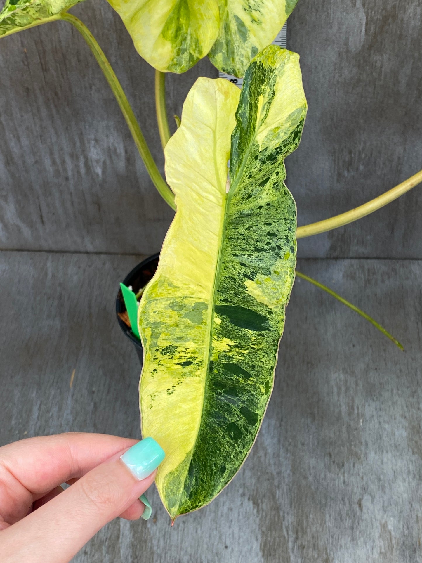 Philodendron Paraiso Verde Aurea (XL)