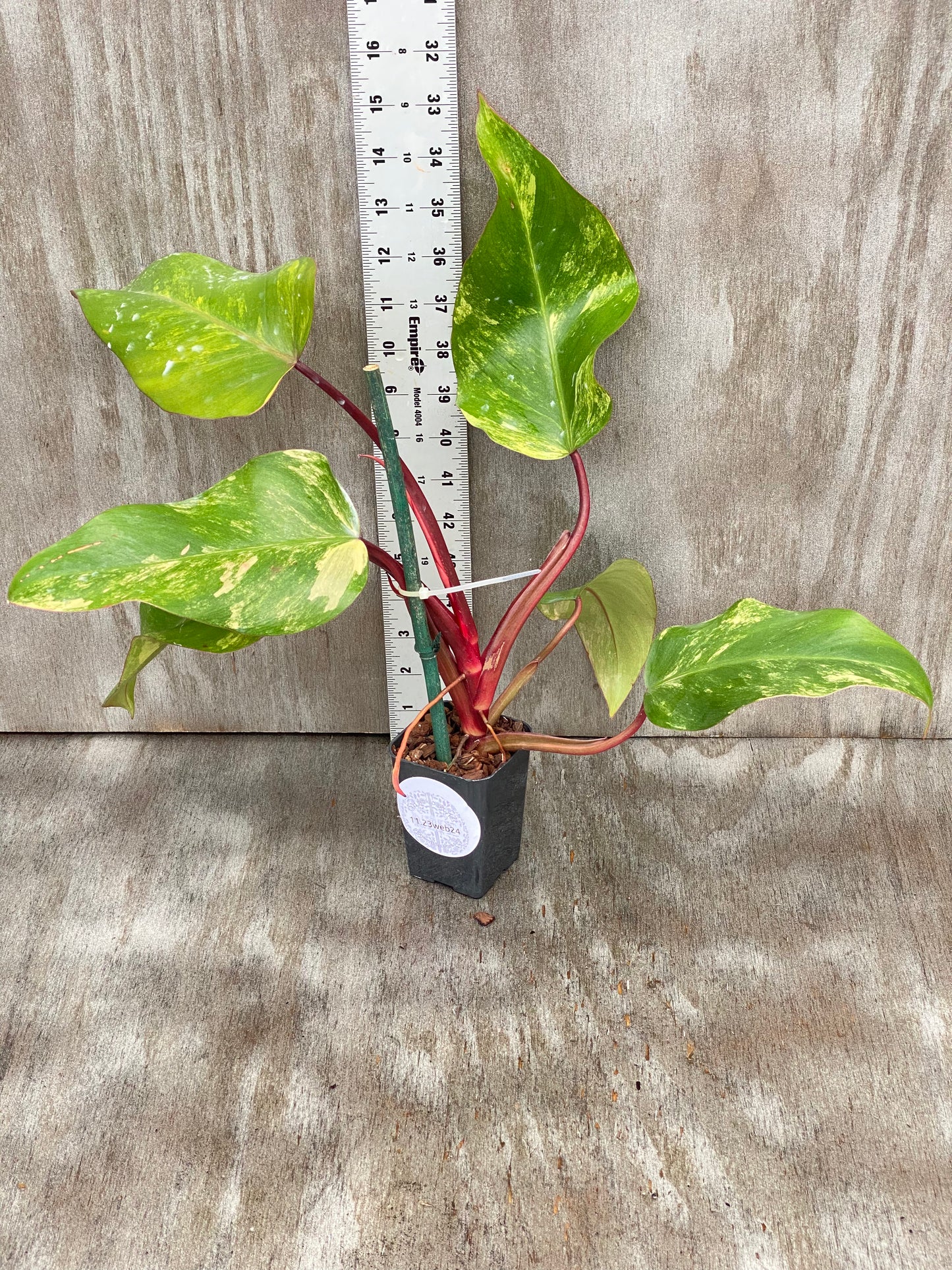 Variegated Philodendron Strawberry Shake