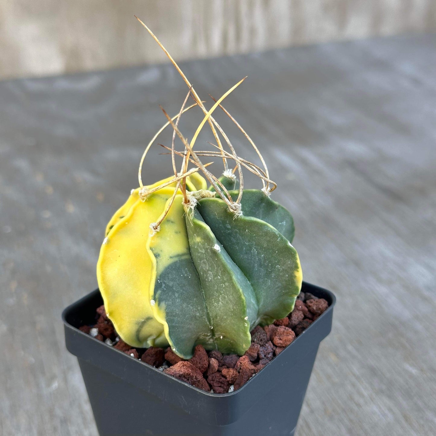 Astrophytum Capricorn Variegated Cactus