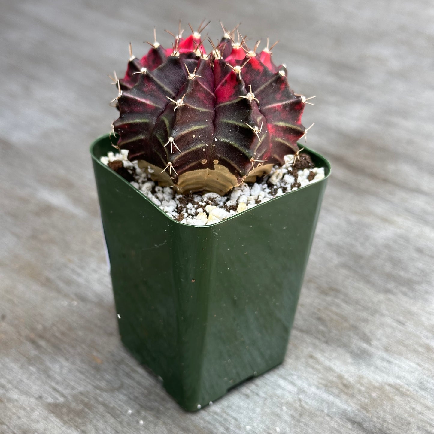 Gymnocalycium Mihanovichii Variegated Cactus