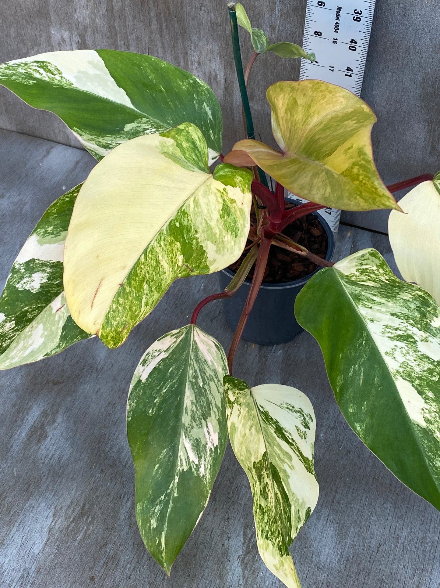 Philodendron Strawberry Shake (super high color, mother plant)