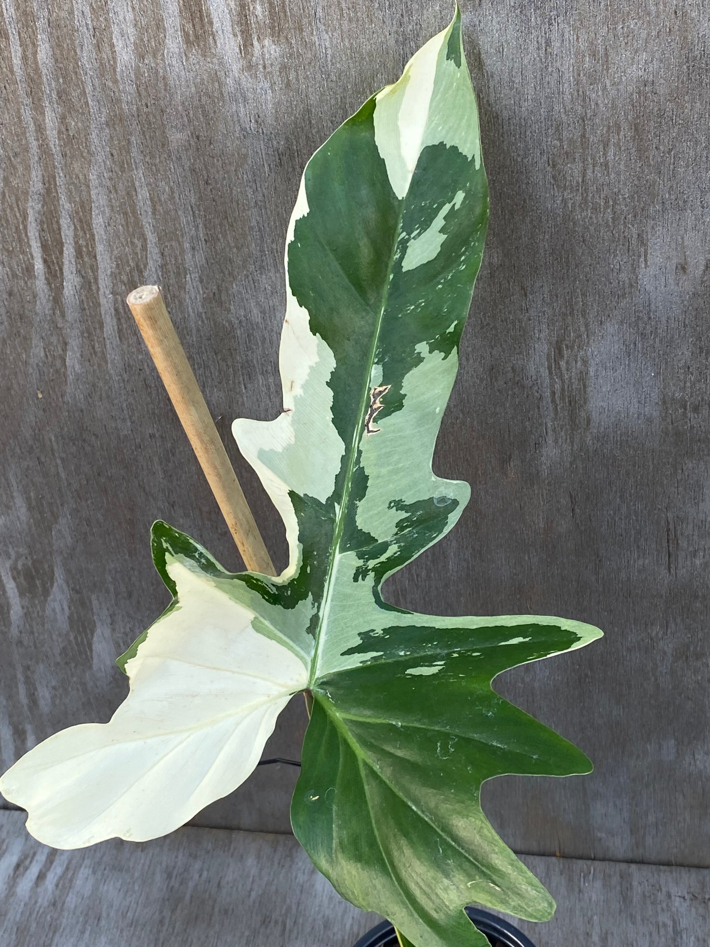 Variegated Philodendron Golden Dragon Albo