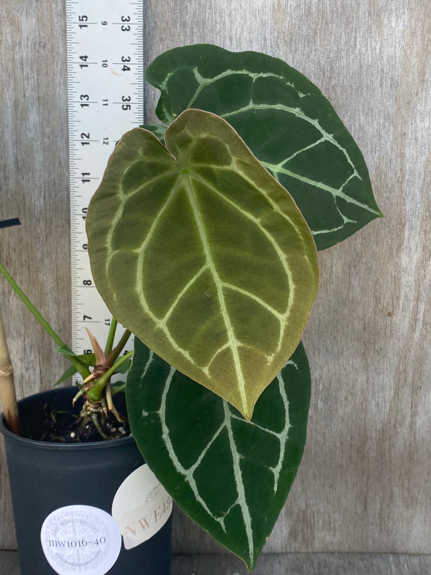NWE Anthurium XL Hybrid with Pup “list tag”