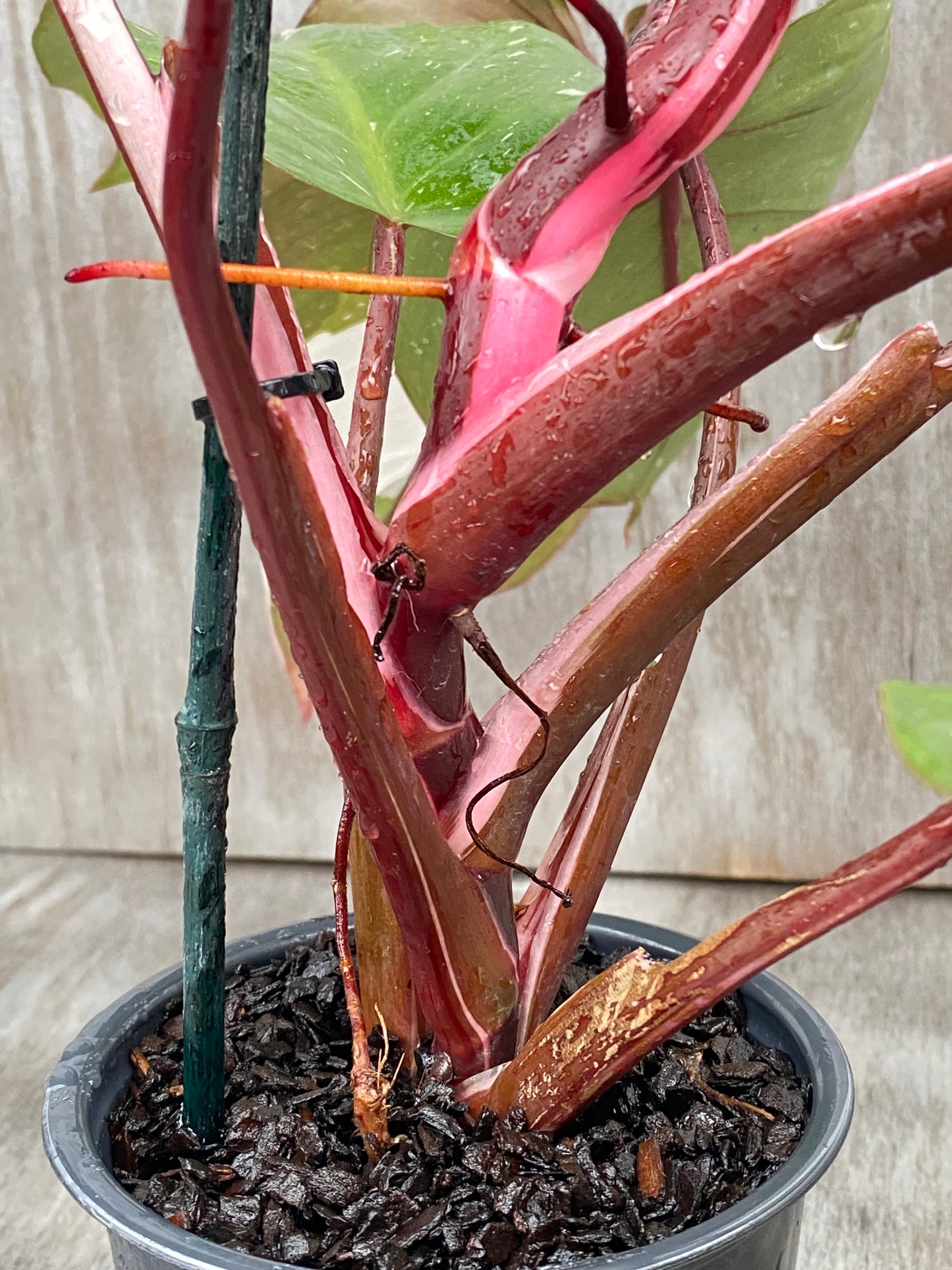 Variegated Philodendron Red Anderson