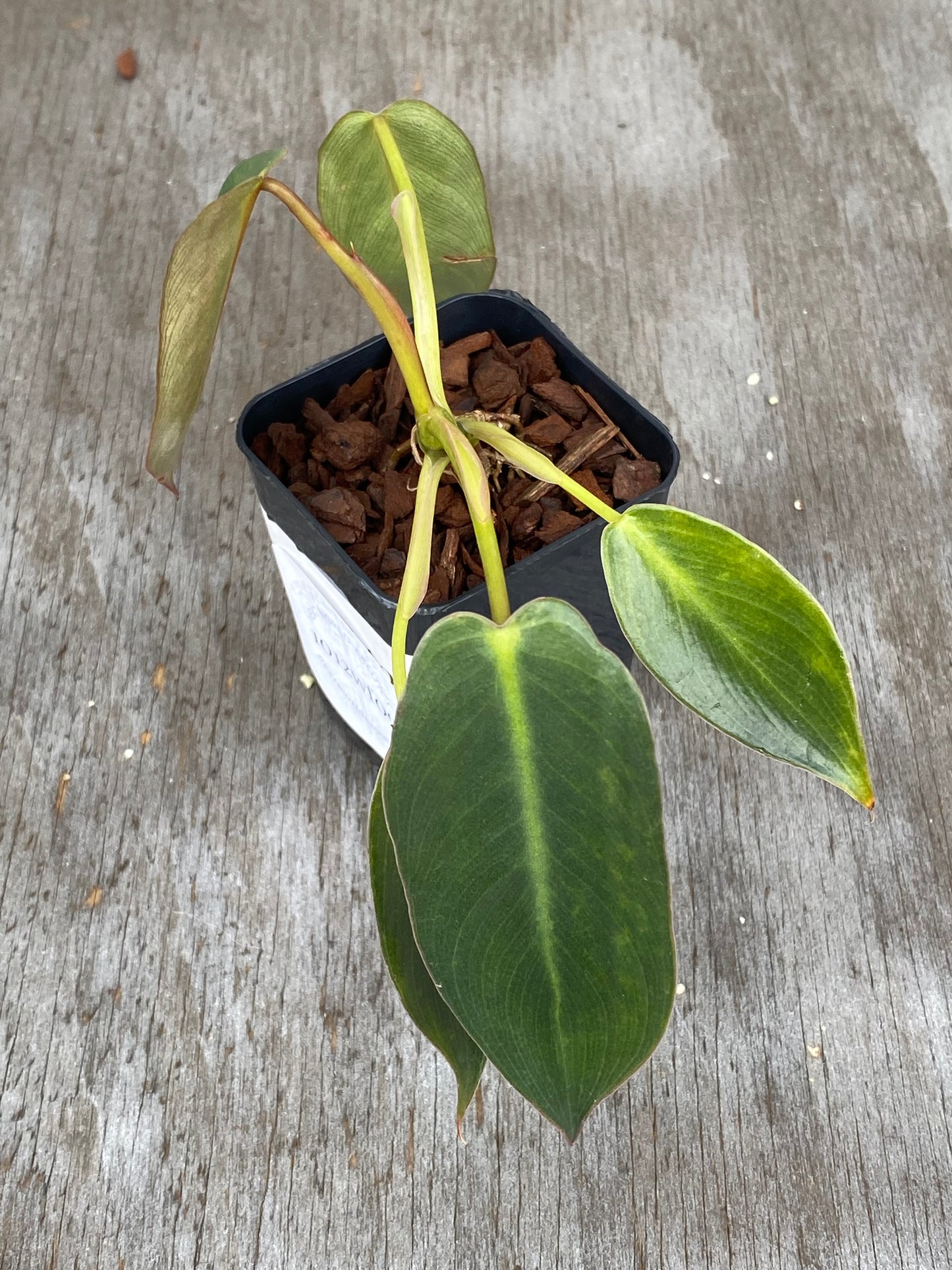 Philodendron Spiritus Sancti (seed grown)