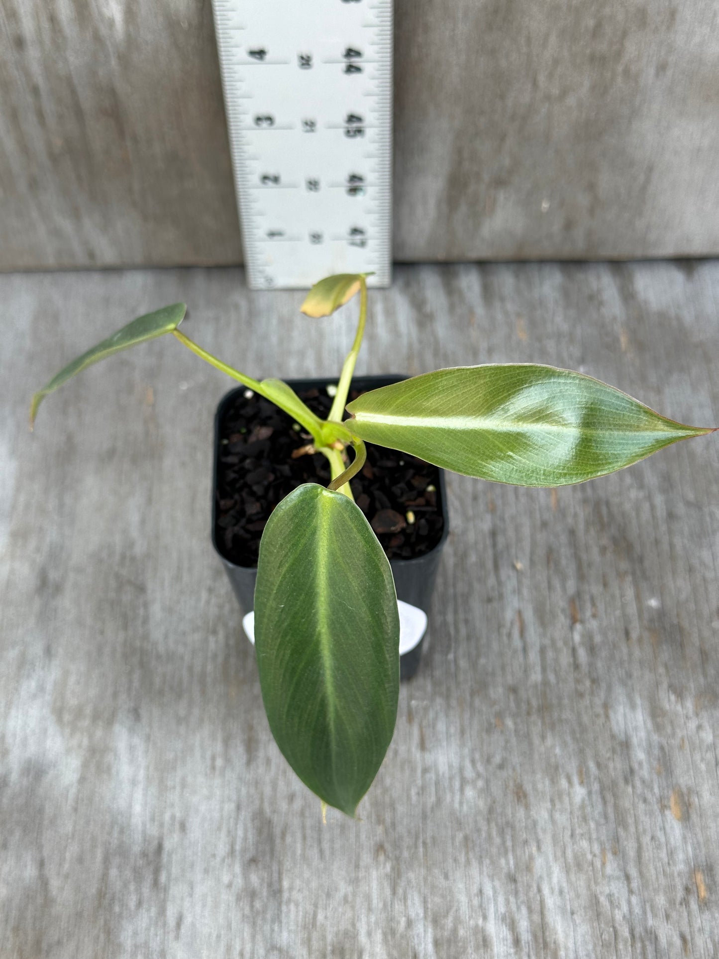Philodendron Spiritus Sancti (from Seed)