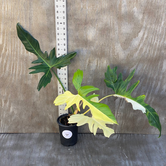 Philodendron Variegated Golden Dragon