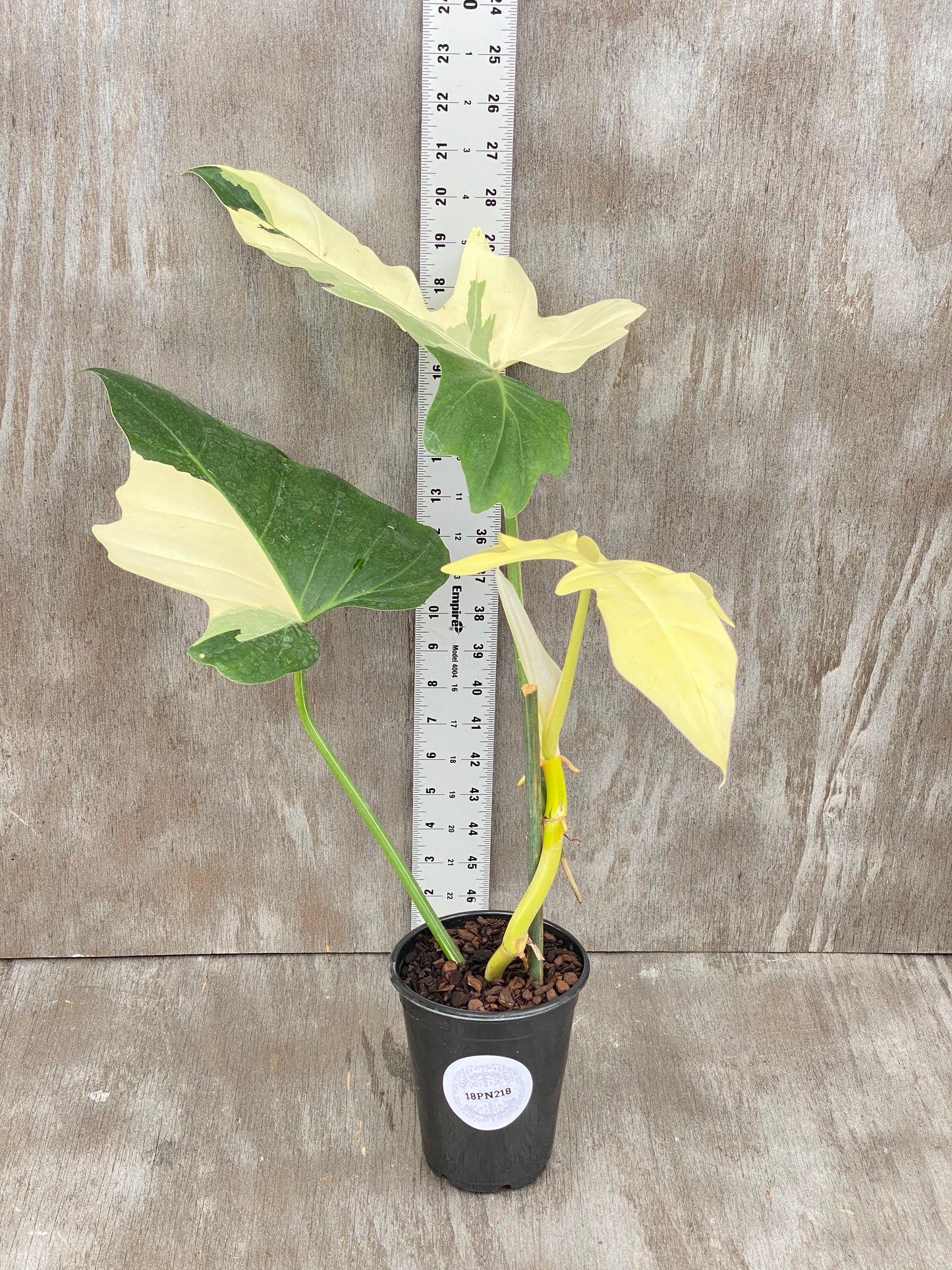 Philodendron Variegated Golden Dragon Albo