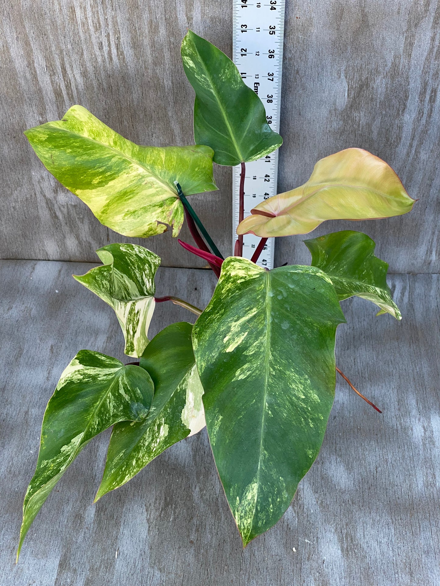 Philodendron Strawberry Shake (high color) giant