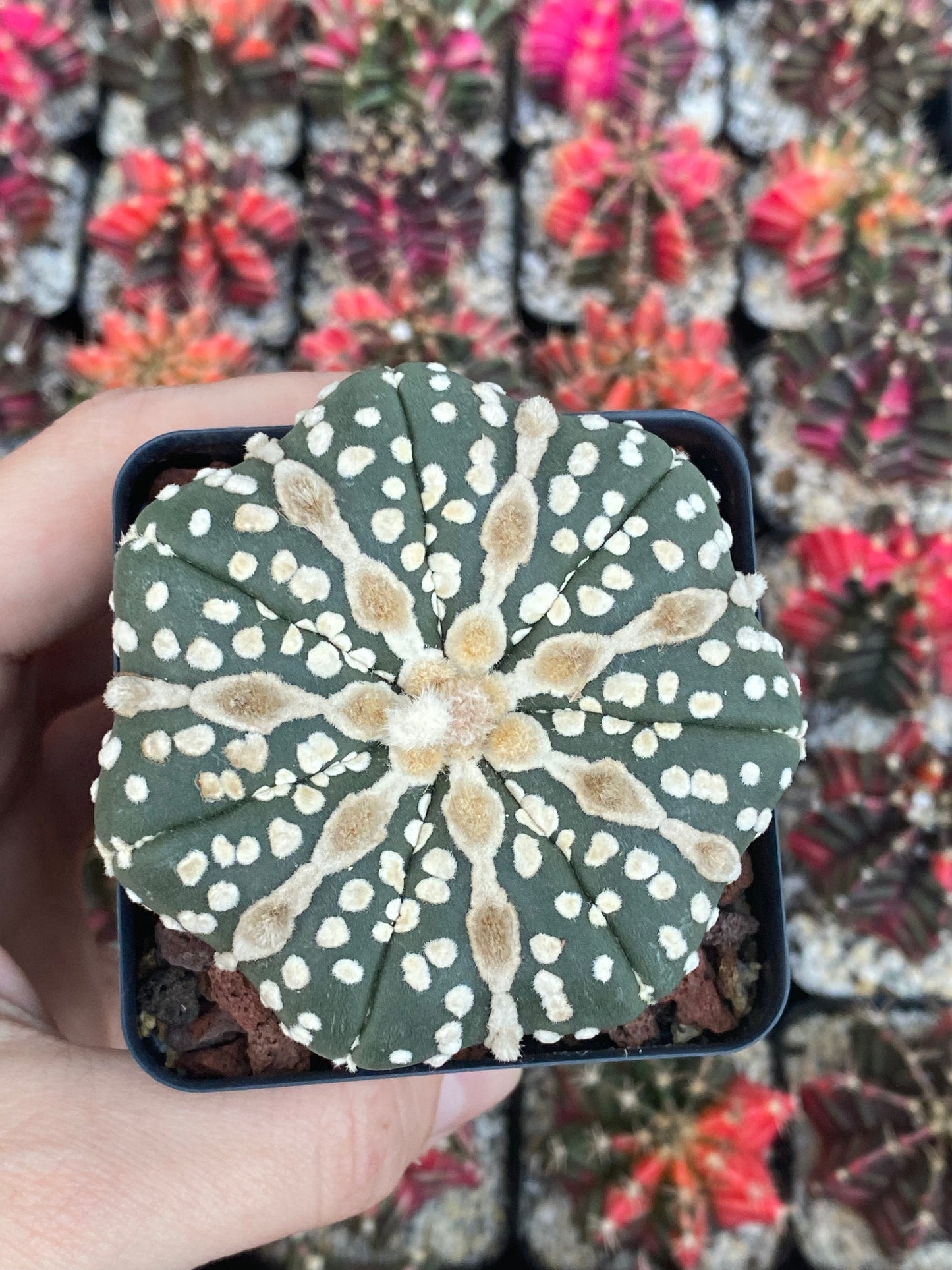 Astrophytum Asterias Star Shape Cactus