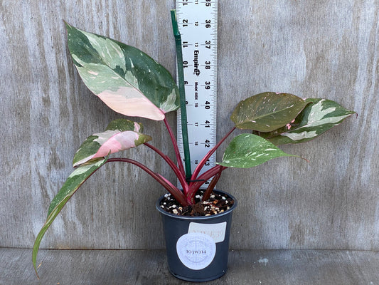 Philodendron Pink Princess Thai Marble King