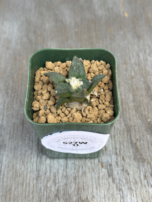 Ariocarpus Godzilla hybrid Cactus