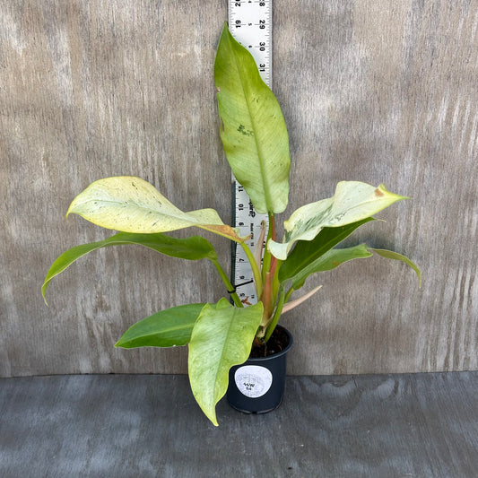 Philodendron Orlando Mint