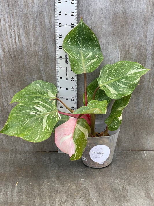 Philodendron White Knight Galaxy (Tricolor! Sport Pink Leaf!!!)