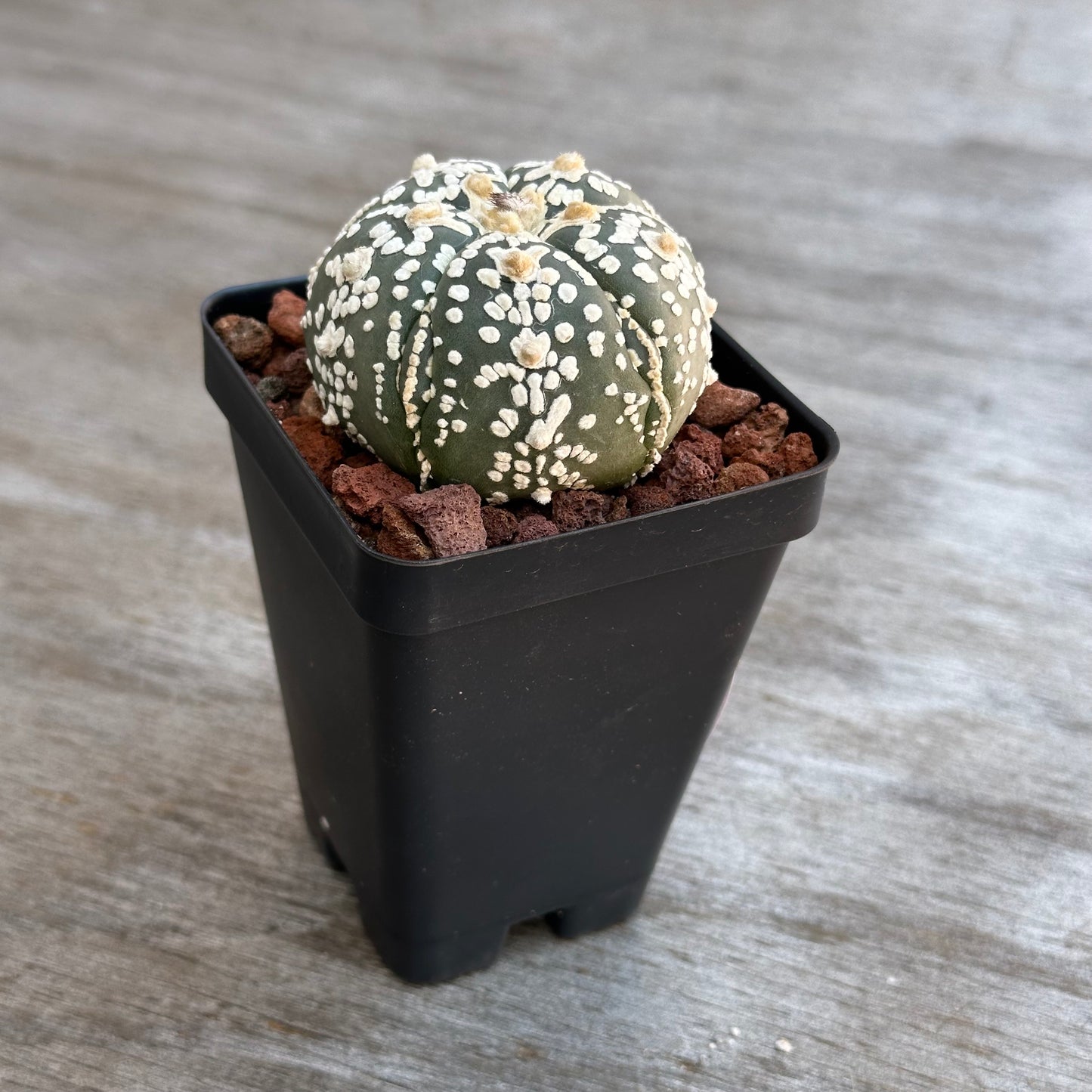 Astrophytum Asterias V-type cactus 🌵