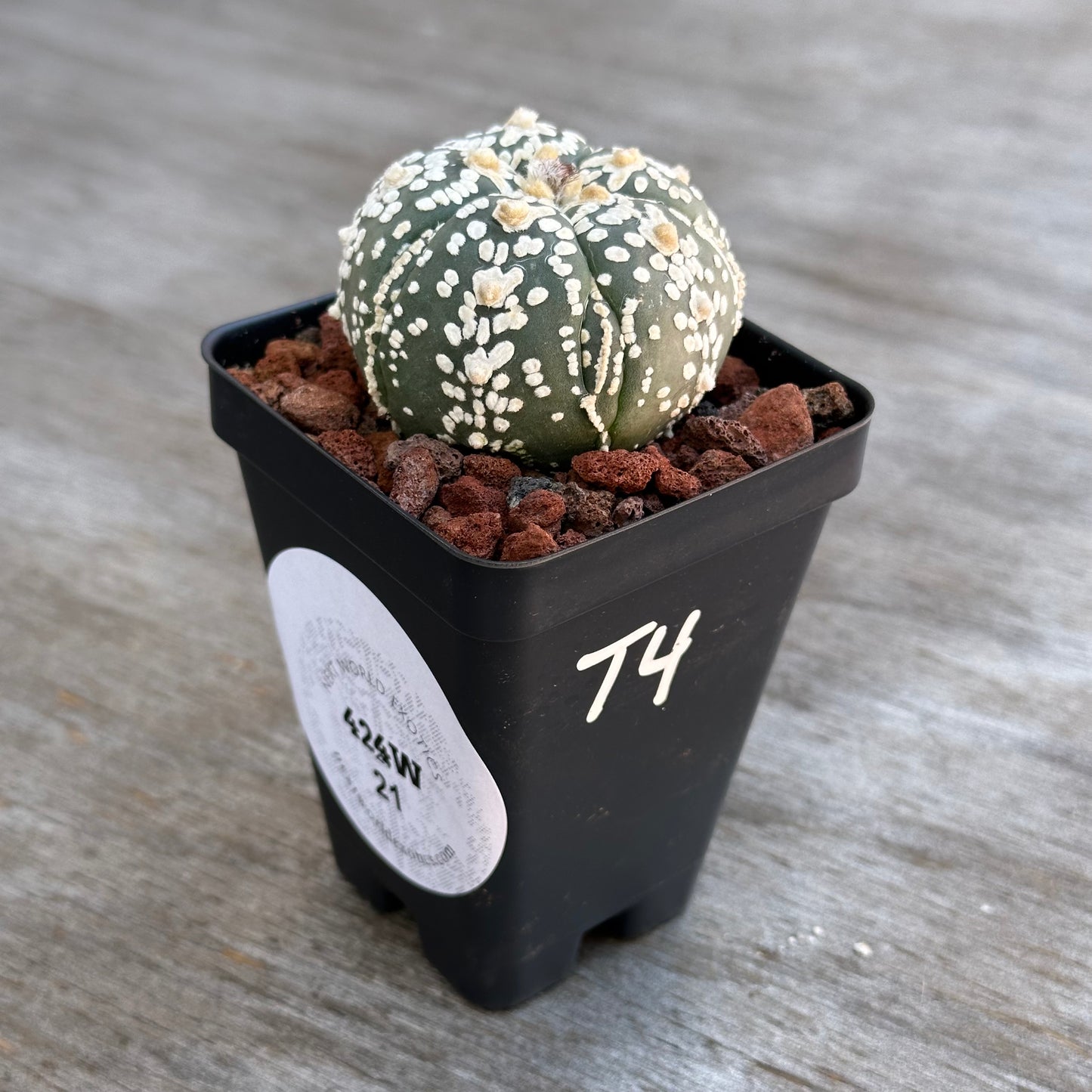 Astrophytum Asterias V-type cactus 🌵