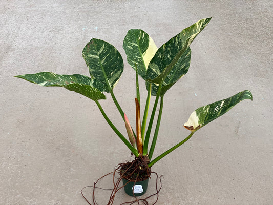 Philodendron Giant Nuclear Congo Mother Plant
