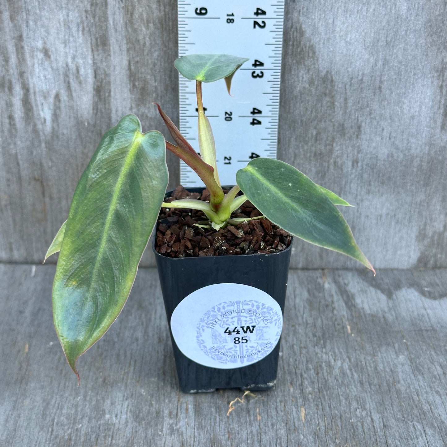 Philodendron Spiritus Sancti (Seed Grown)