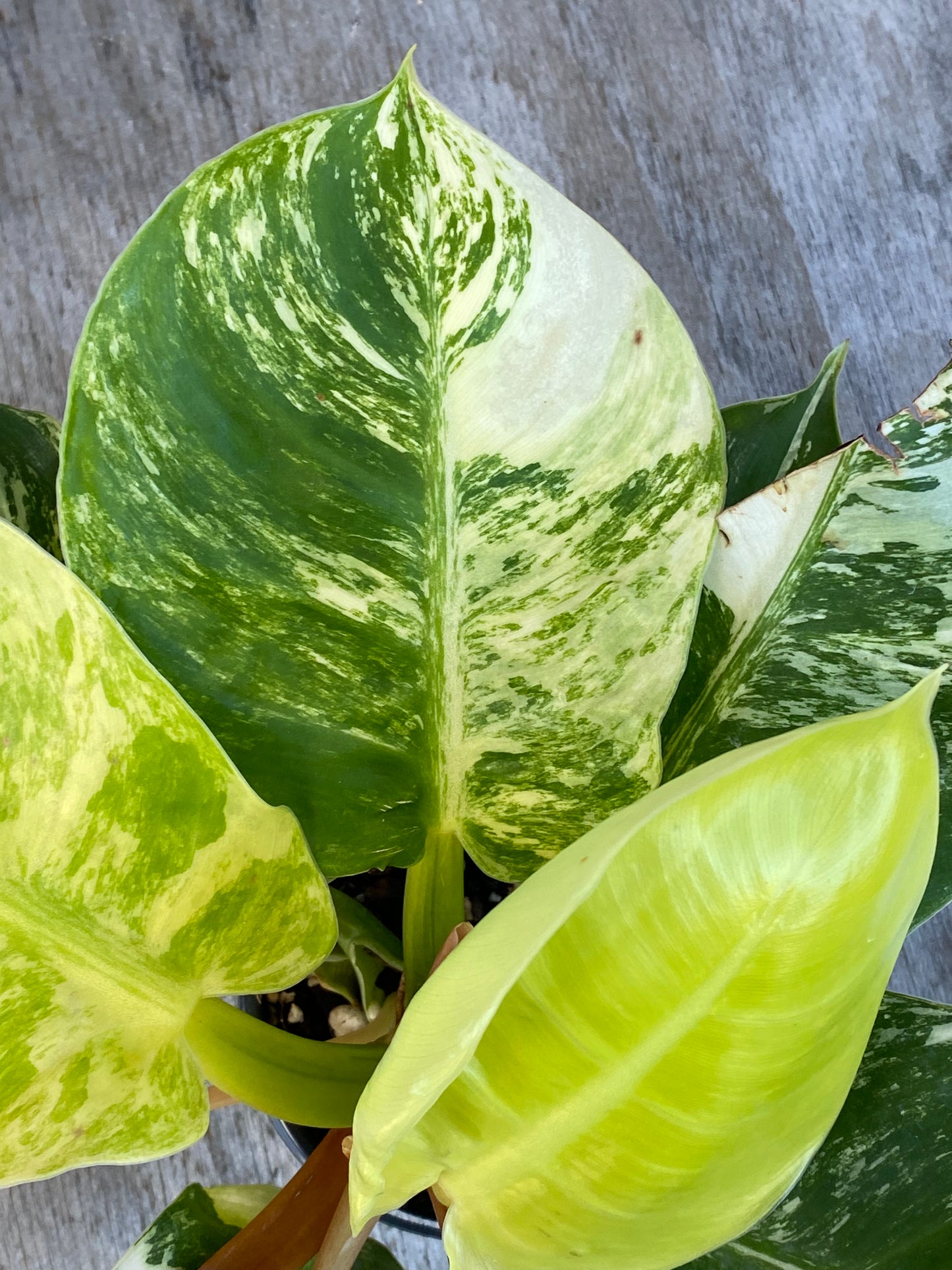 Philodendron Moonlight