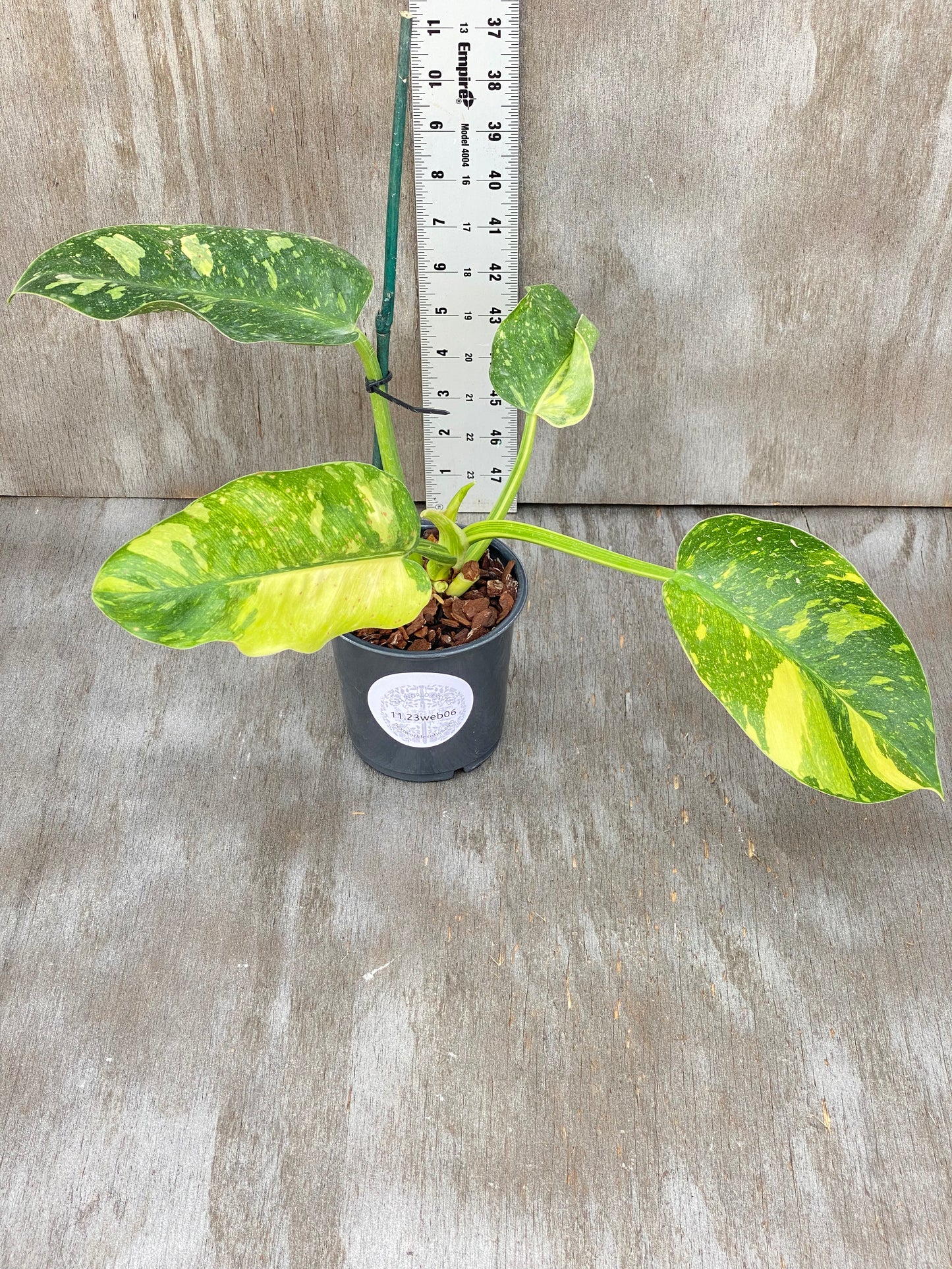 Variegated Philodendron Congo Nuclear