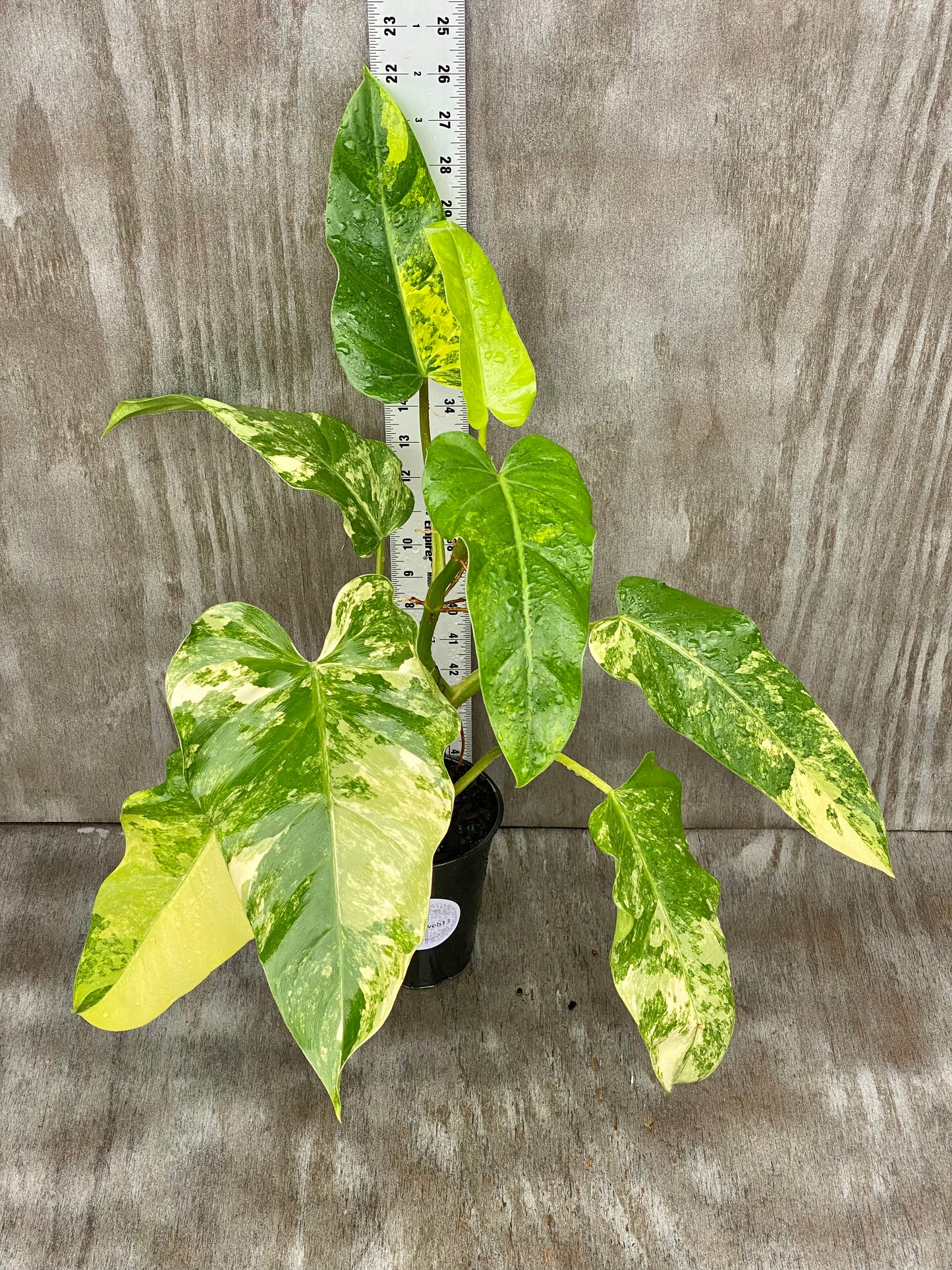 Variegated Philodendron Domesticum