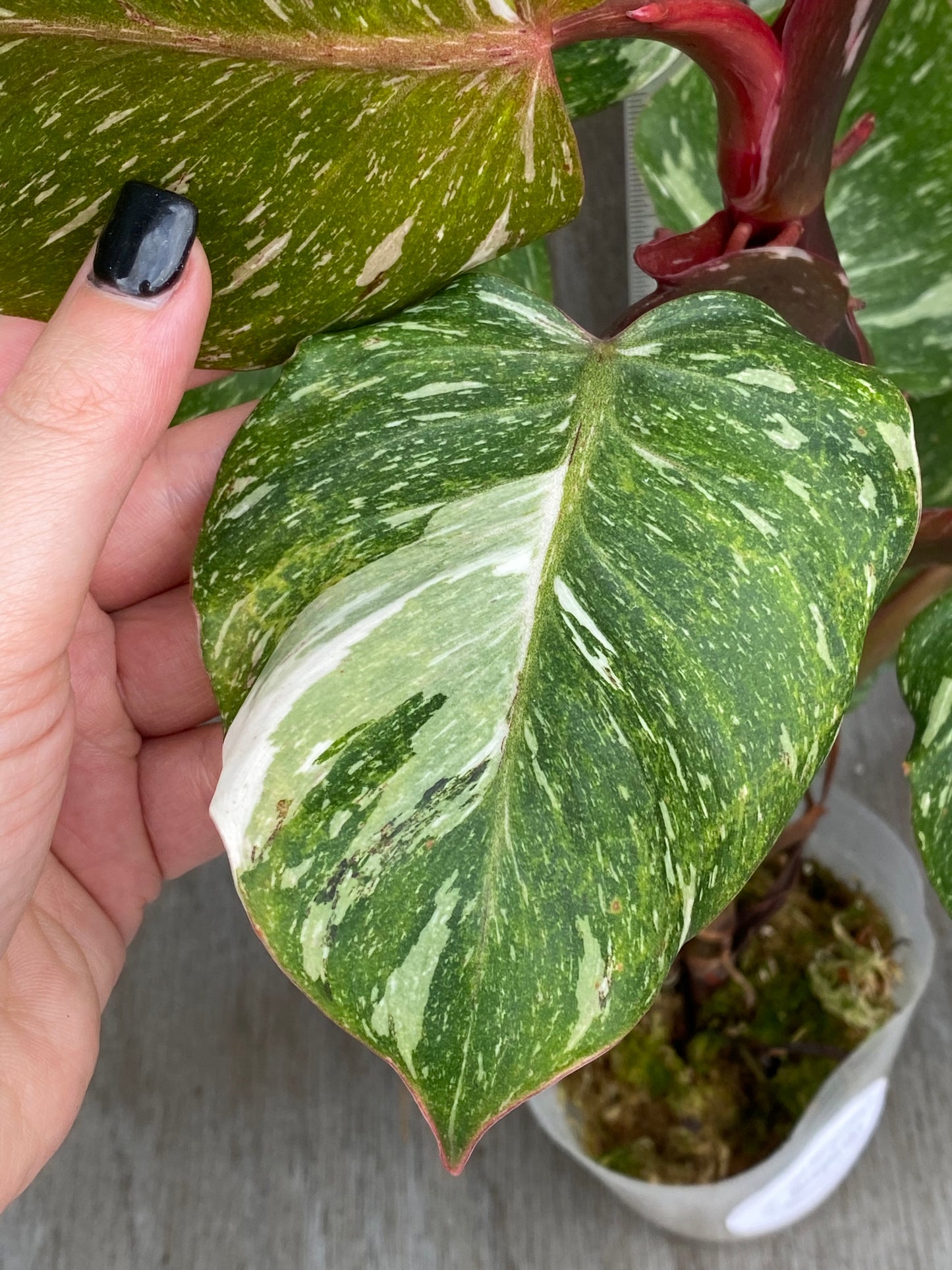 Philodendron White Knight Galaxy